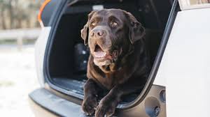 taxi Blondie Split only pet friendly taxi in split